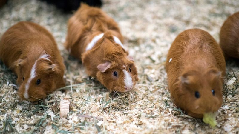 Guinea Pigs Become Helpless Targets
