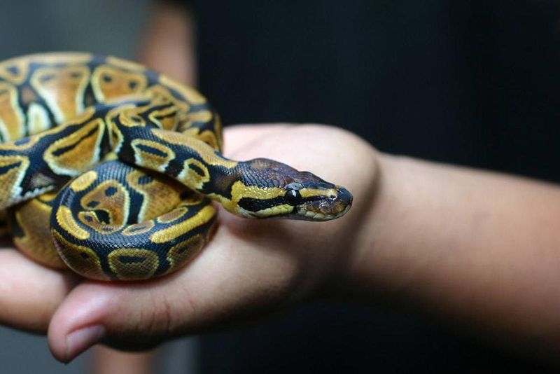 Ball Pythons: Gentle Giants