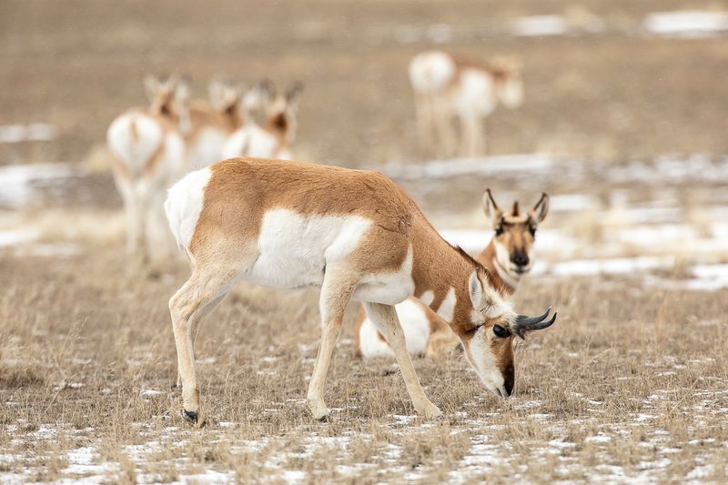 Fawns Hide In Plain Sight