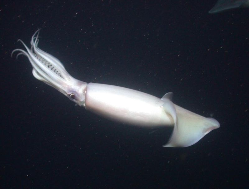 Humboldt Squid