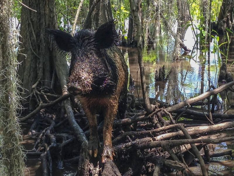 Feral Hog Charge In Texas Neighborhood