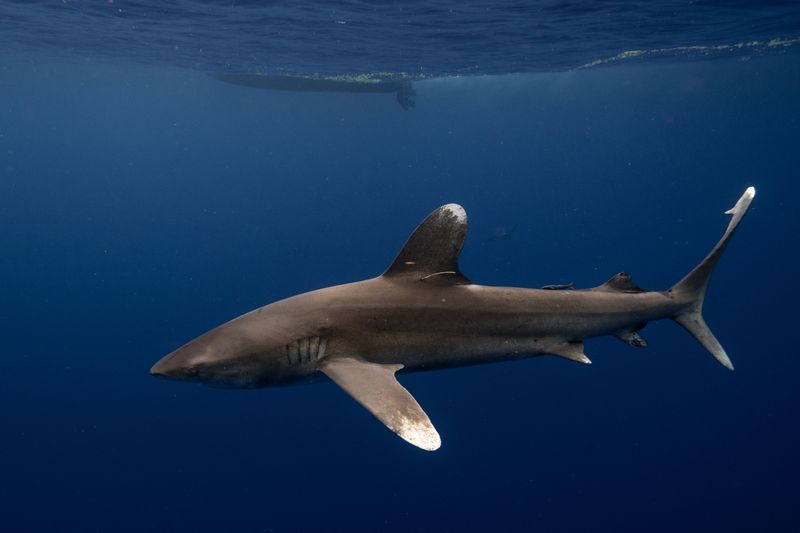 Oceanic Whitetip: The Shipwreck Stalker