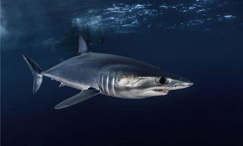 Dusky Shark: The Coastal Hunter