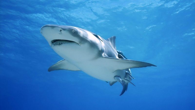 Bull Sharks Can Survive In Freshwater