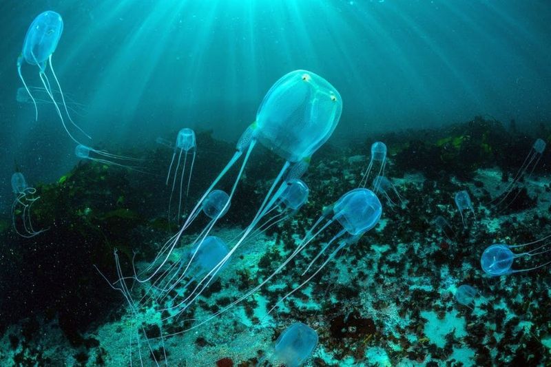 Box Jellyfish: Transparent Killers