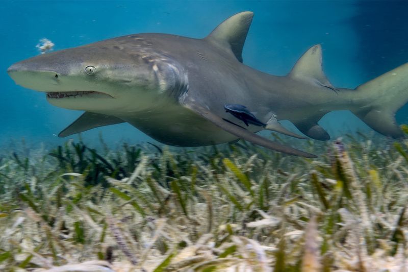 Lemon Sharks: The Social Swimmers