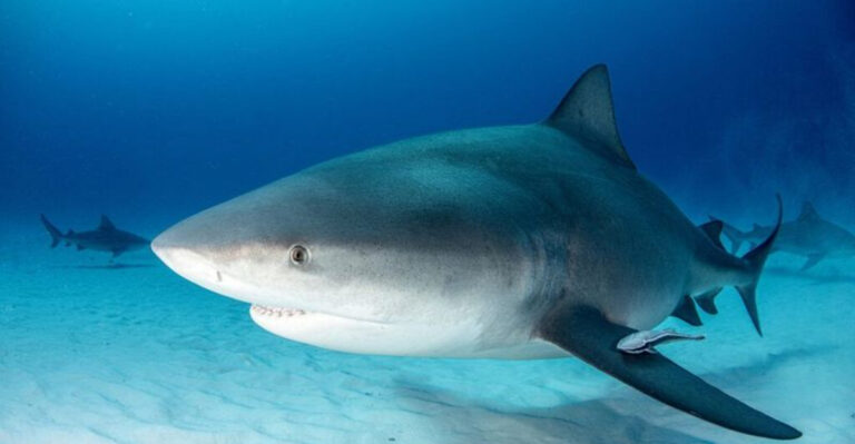 Bull Sharks: The Underrated Apex Predators You Shouldn't Ignore