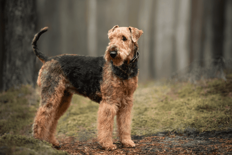 Airedale Terrier: The King Of Terriers