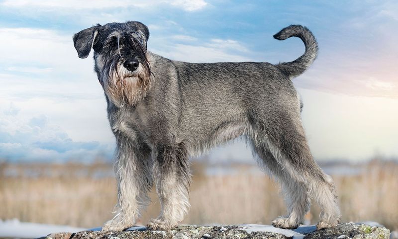 Standard Schnauzer