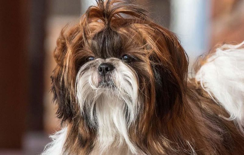 Shih Tzus: High-Maintenance Royalty