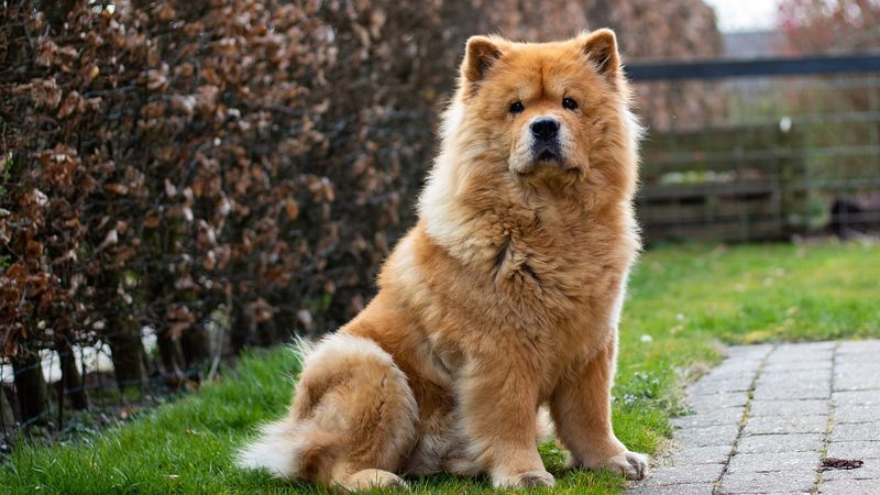 Chow Chow – The Fluffy Dictator