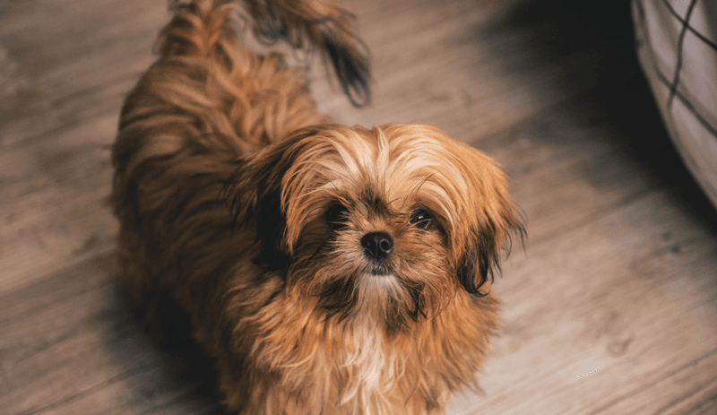 Shih Tzu