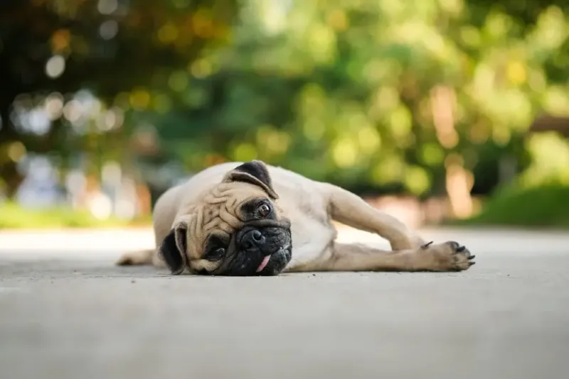 Pug