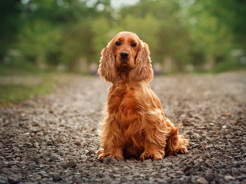 Cocker Spaniel