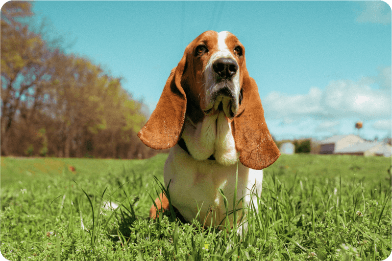 Basset Hound