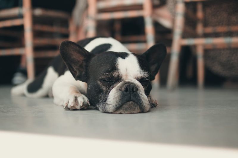 French Bulldog