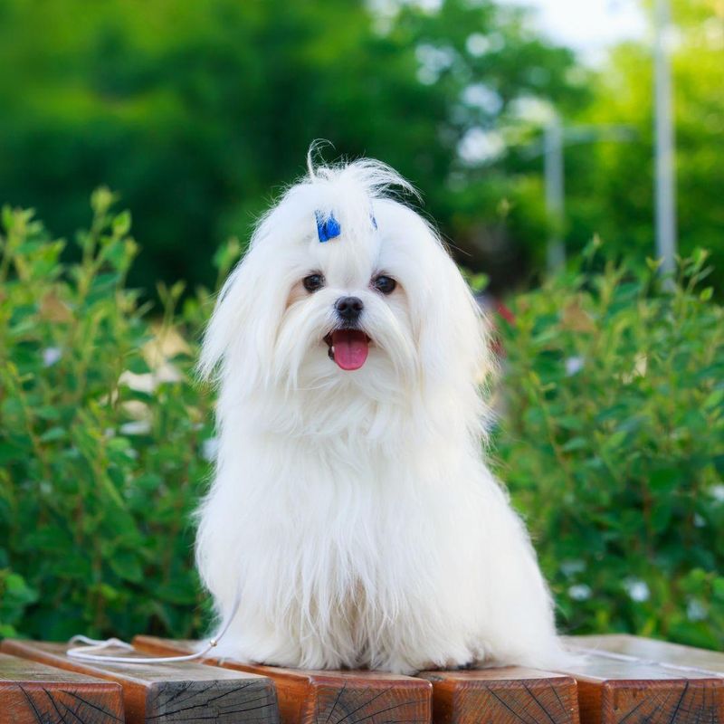 Maltese