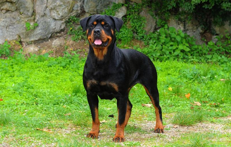 Rottweiler