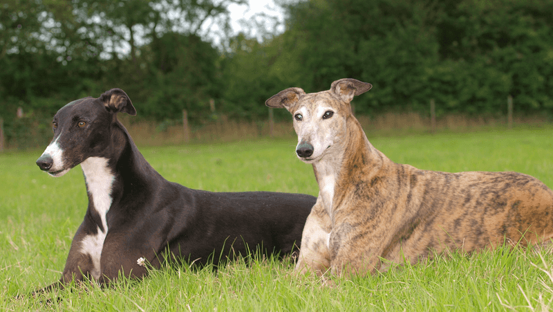 Greyhound