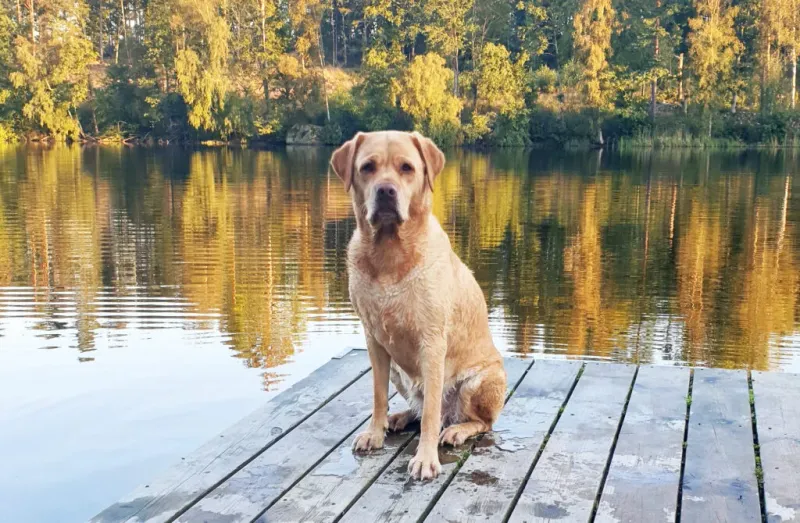 Labrador Retriever