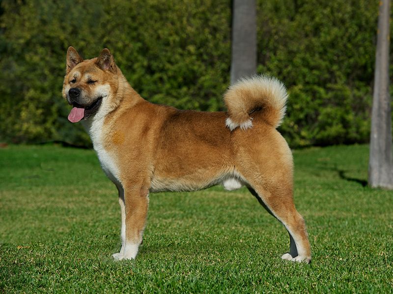 Akitas