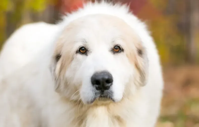 Great Pyrenees: Mountain Sentinels