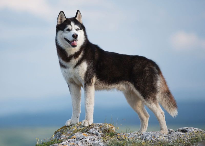 Siberian Huskies: Wolf-Like Beauties That Catch Thieves' Eyes