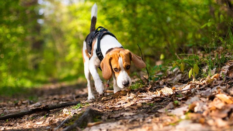 Beagles: Nose-Driven Adventurers