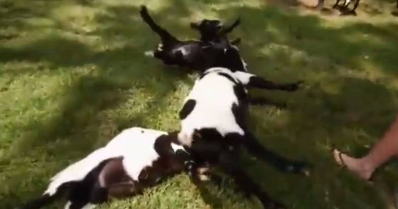 Fainting Goats
