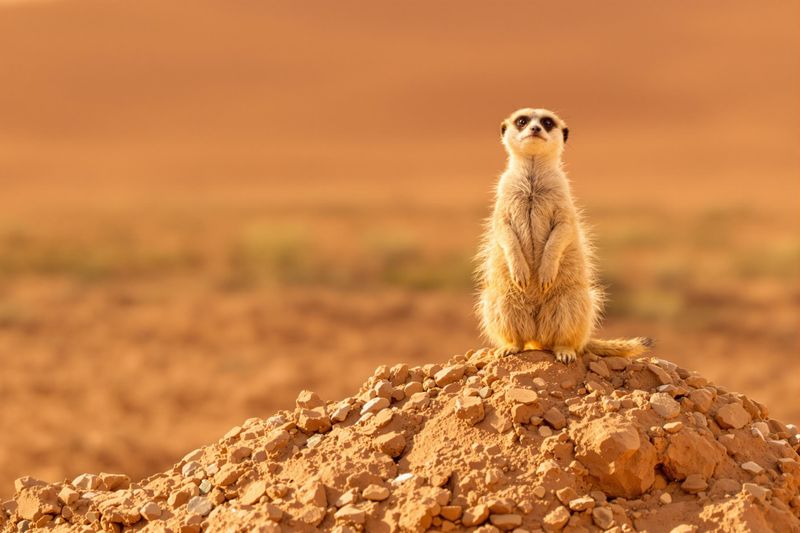 Meerkat
