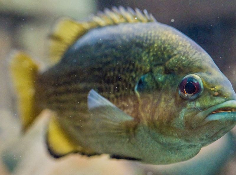 Rock Bass