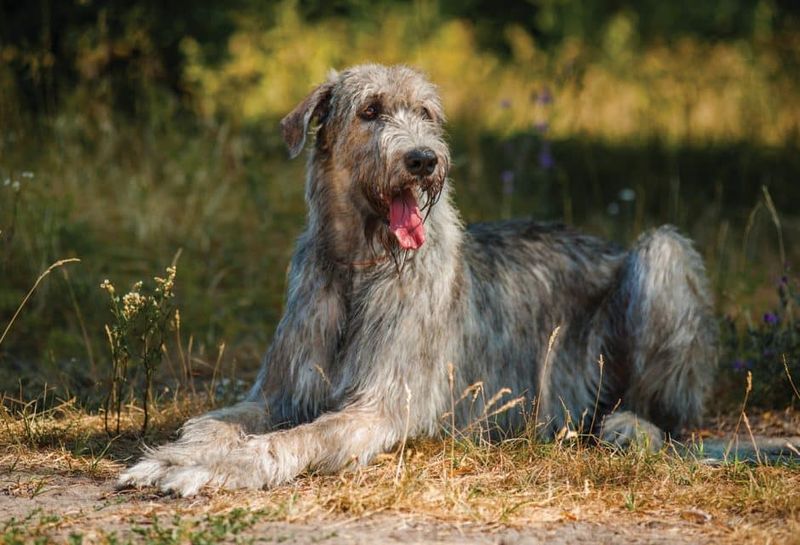 Irish Wolfhound