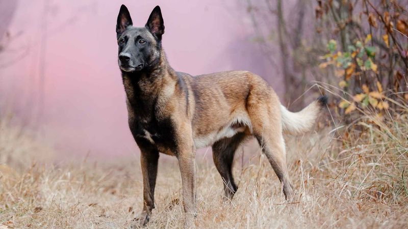 Belgian Malinois
