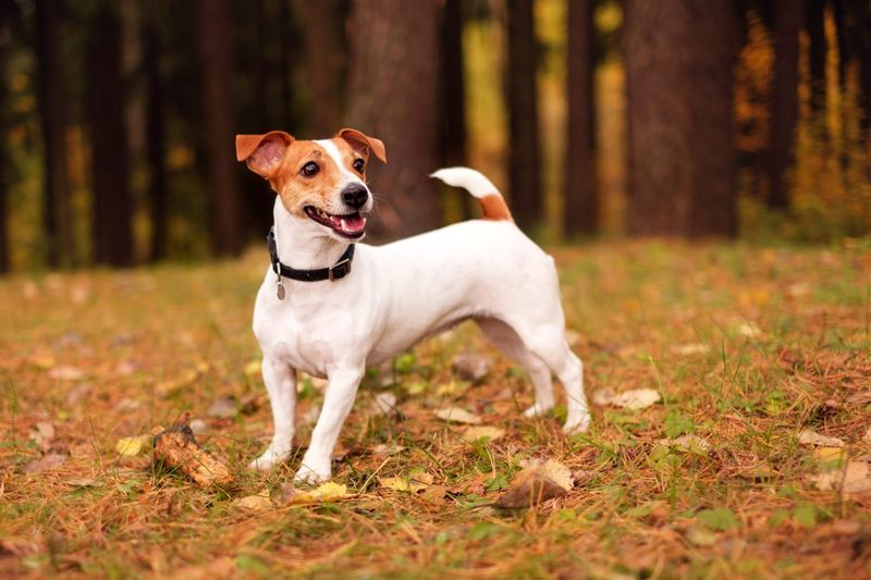 Jack Russell Terrier: The Small Dog With Lion-Sized Courage