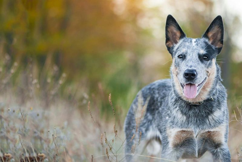 Australian Cattle Dog: The Tireless Ranch Hand