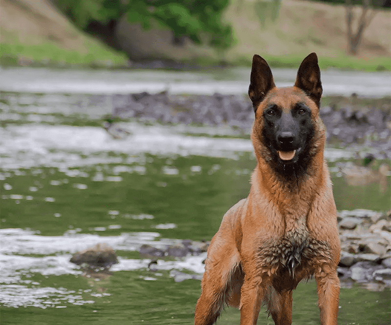 Belgian Malinois