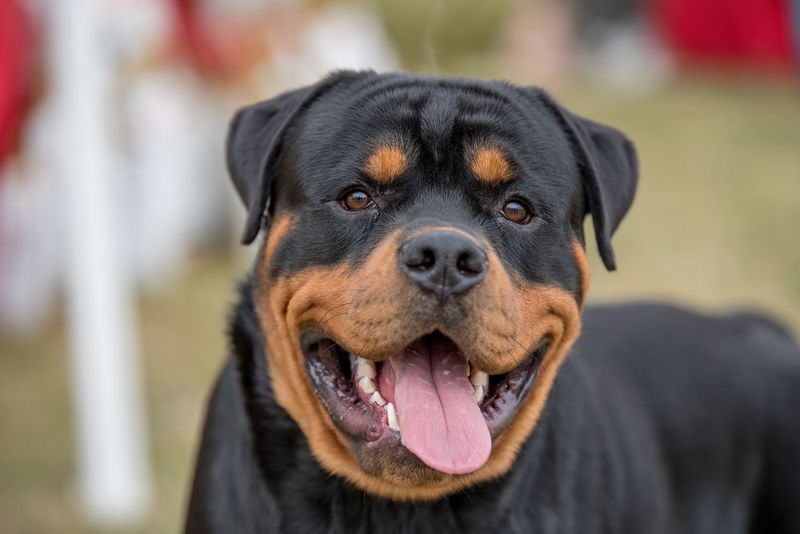 Rottweilers: Misunderstood Protectors