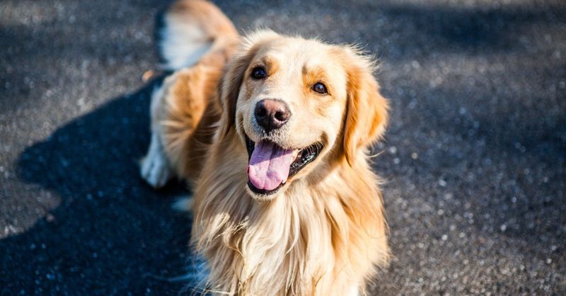Golden Retrievers: The Courageous Optimists