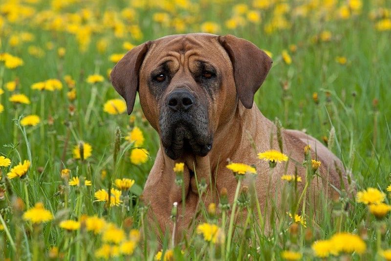 Dosa Mastiff