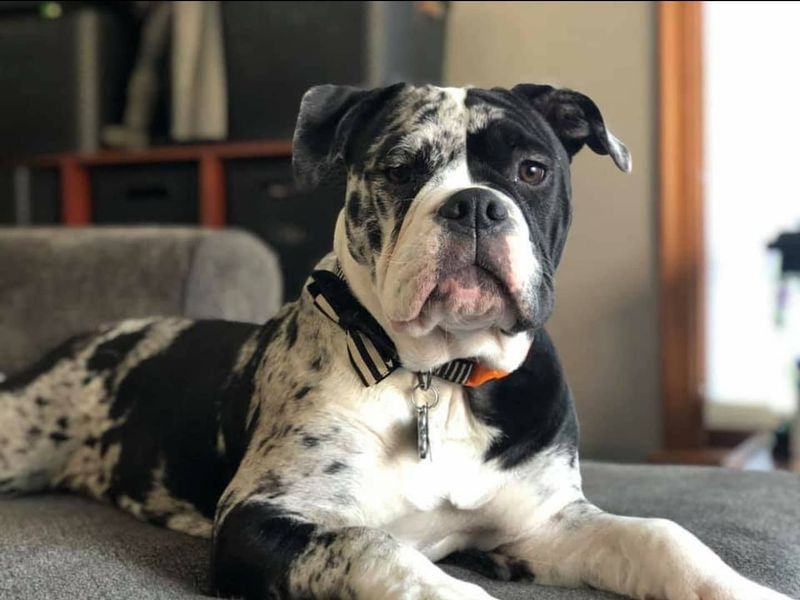 Alapaha Blue Blood Bulldog: The Southern Plantation Guardian