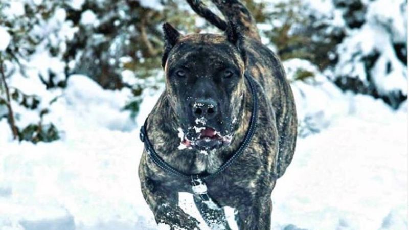 Perro De Presa Mallorquin