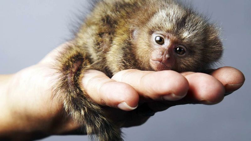 Pygmy Marmoset (World's Smallest Monkey)
