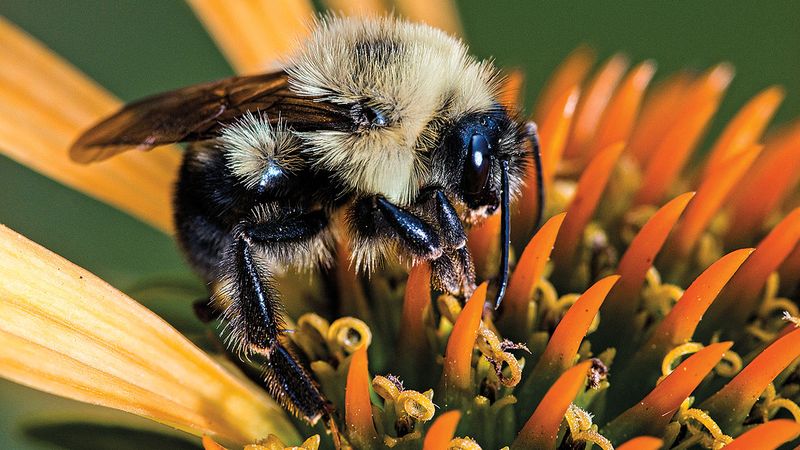 How Climate Change Impacts Bumblebee Populations