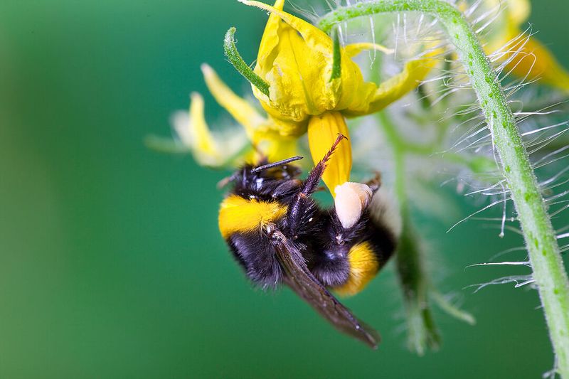 How Bumblebees Boost Crop Production