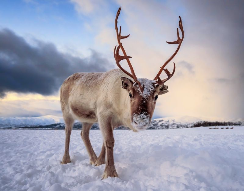 Reindeer