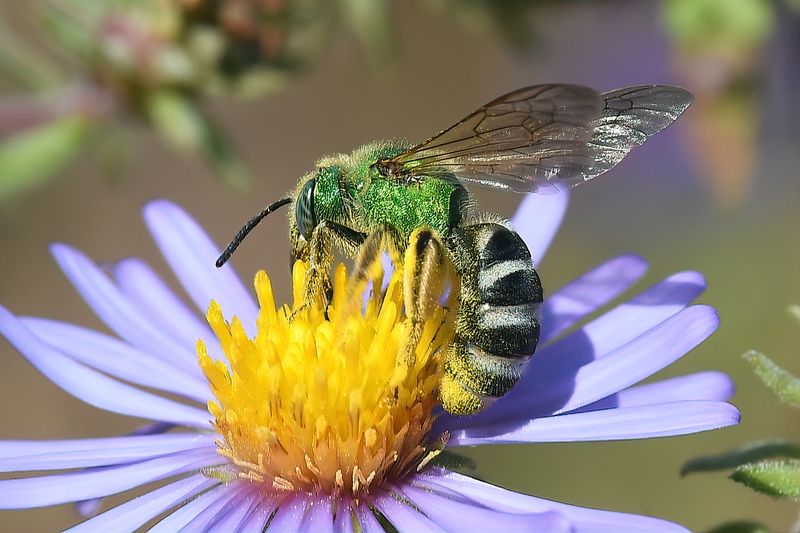 Sweat Bees