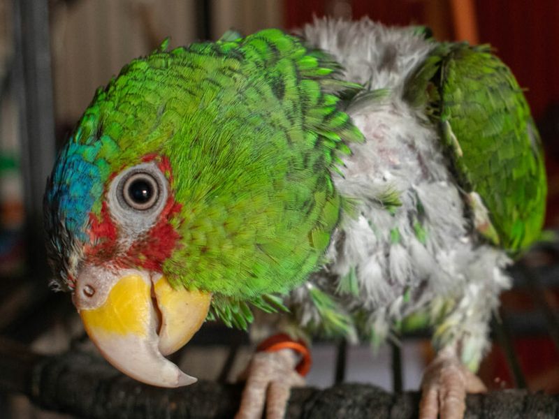 Parrot Feather Plucking