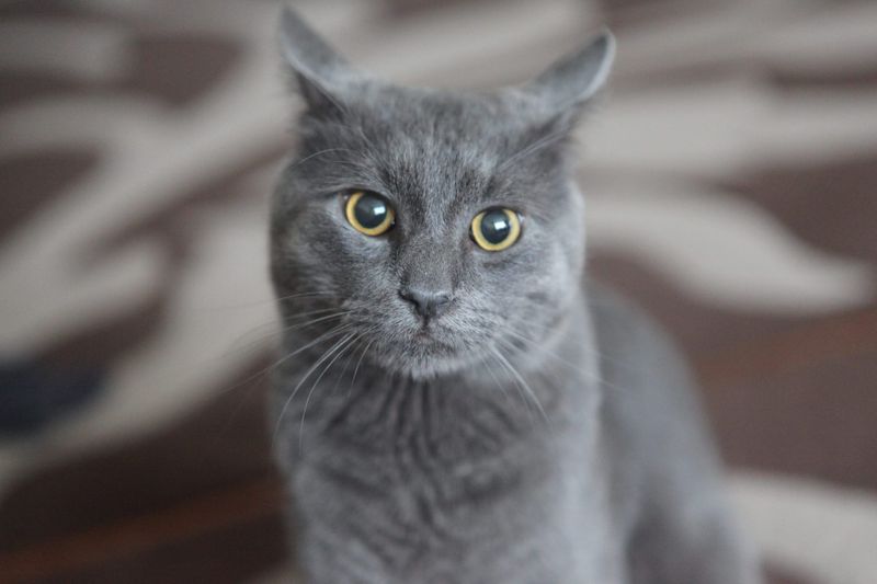 Chartreux – The Quiet Self-Sufficient Shadow