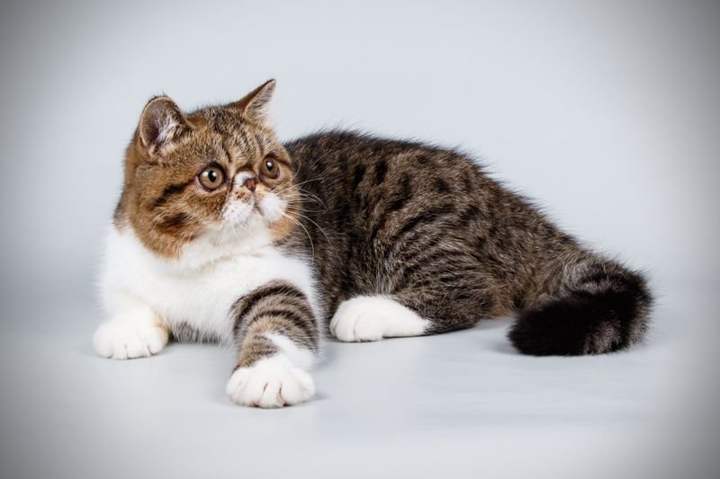 Exotic Shorthair