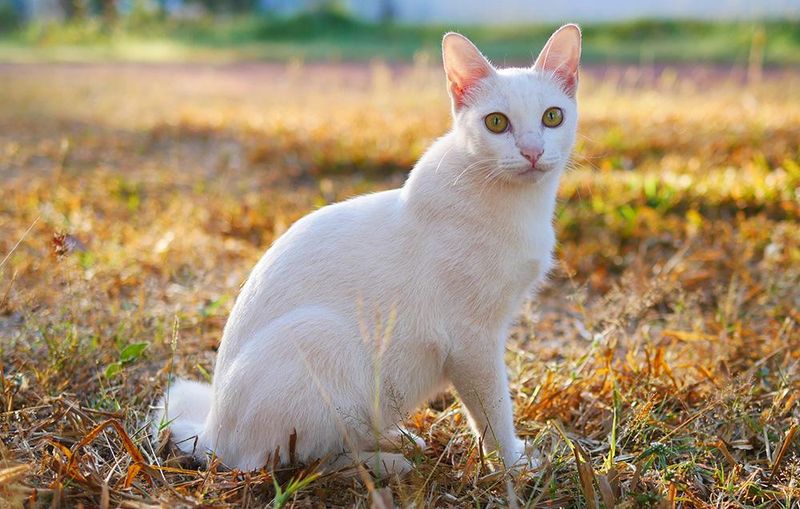Japanese Bobtail